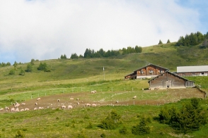 Alpschwii